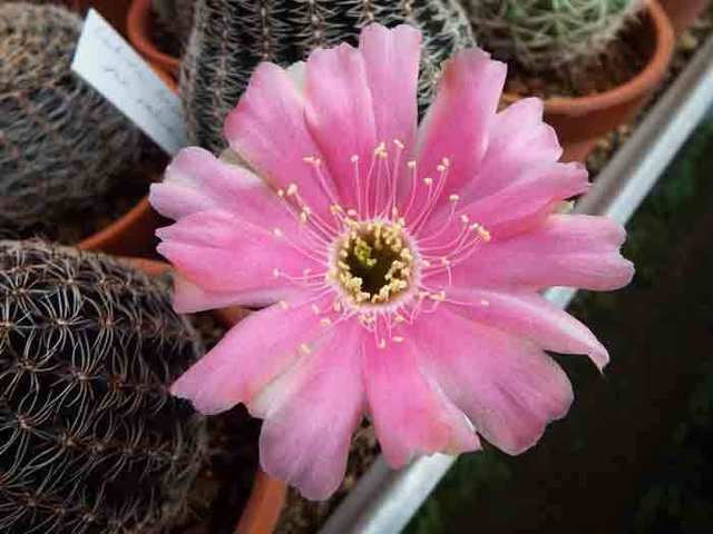 DSCF5081.jpg