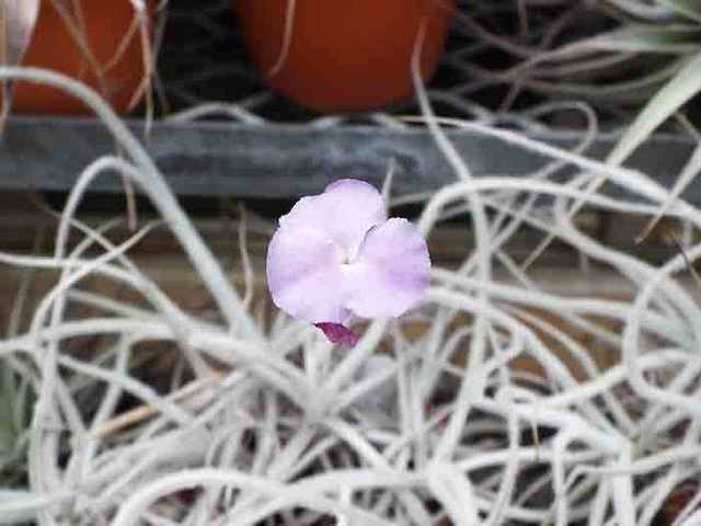 DSCF5595.jpg