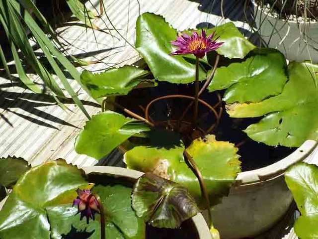 DSCF5796.jpg