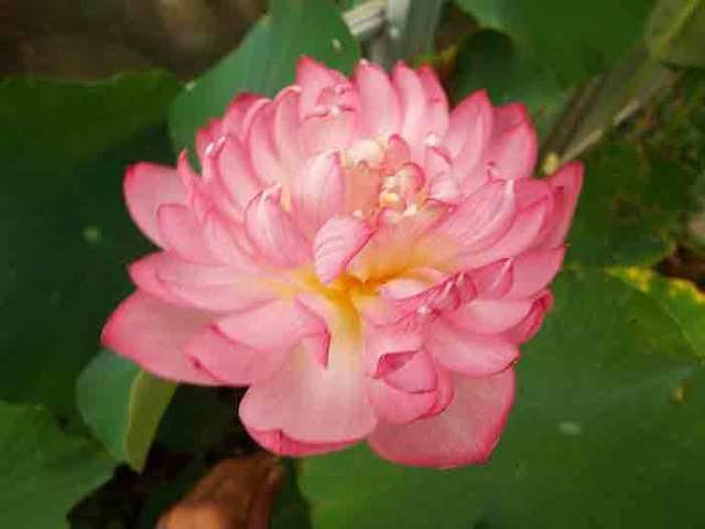 DSCF6052.jpg