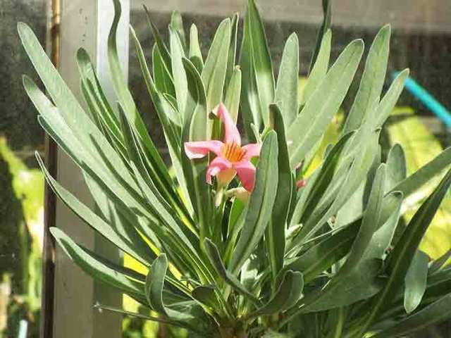 DSCF7136.jpg