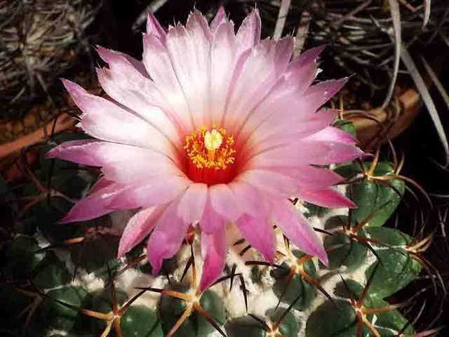 DSCF7073.jpg