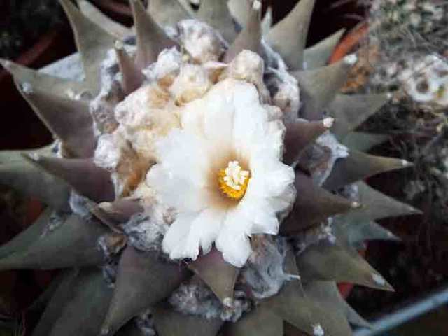DSCF7728.jpg