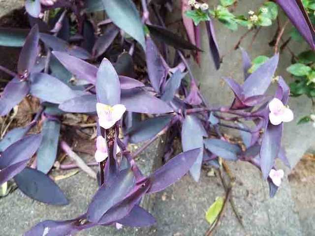 DSCF7714.jpg