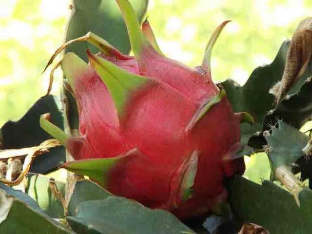 DSCF8037.jpg