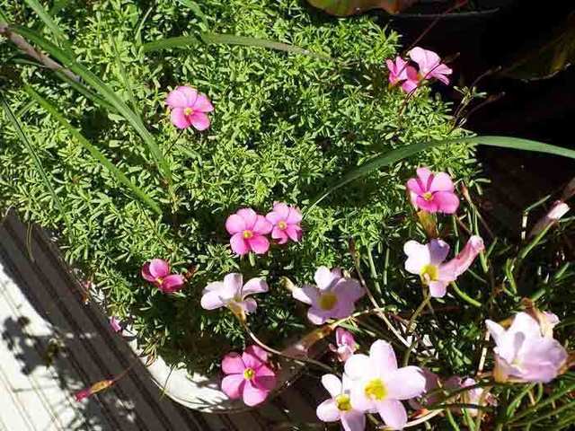 DSCF8263.jpg