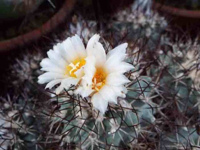 DSCF8548.jpg