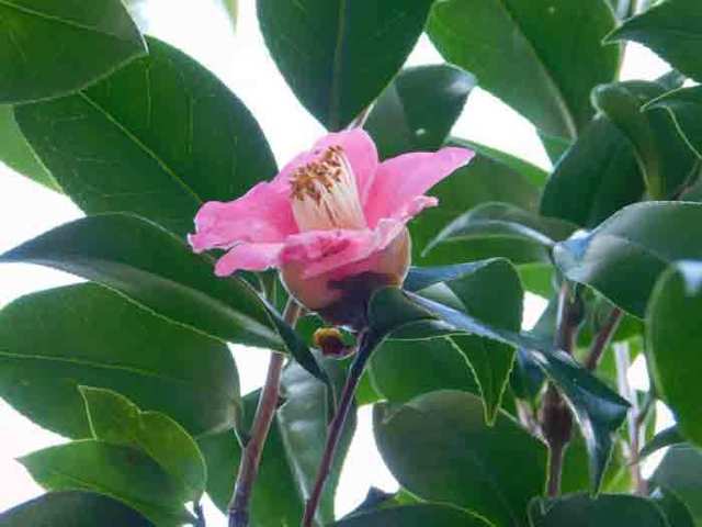 DSCN0529.jpg
