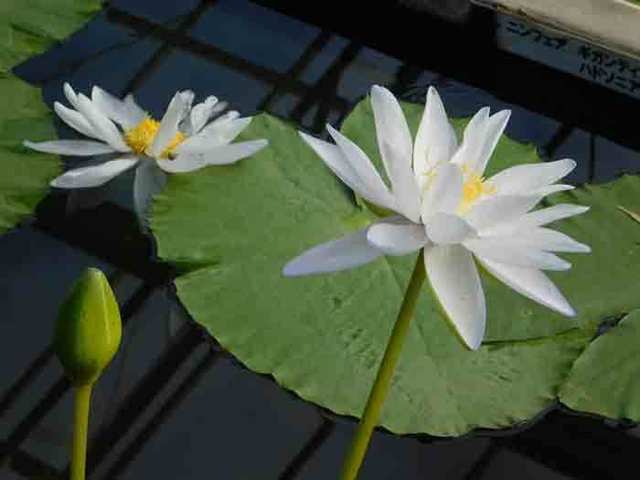 DSCN0767.jpg