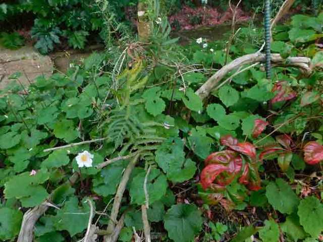 DSCN0150.jpg