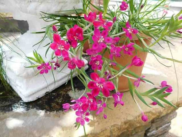 DSCN0705.jpg