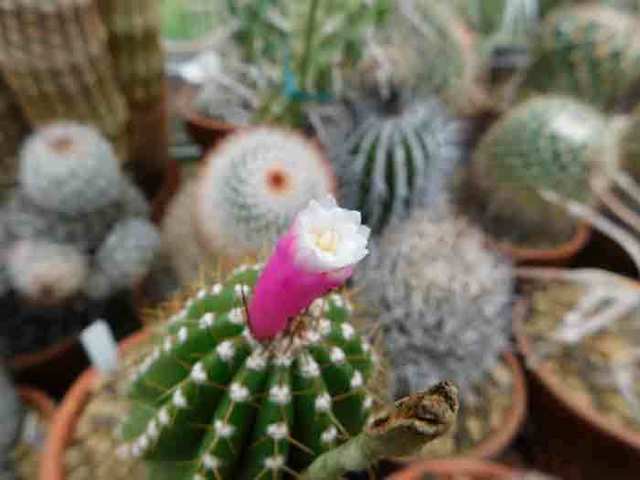 DSCN1469.jpg