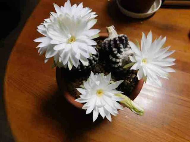 DSCN1848.jpg