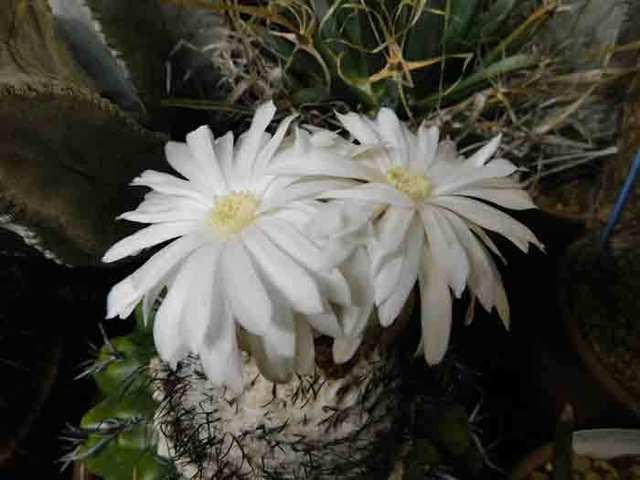 DSCN1850.jpg