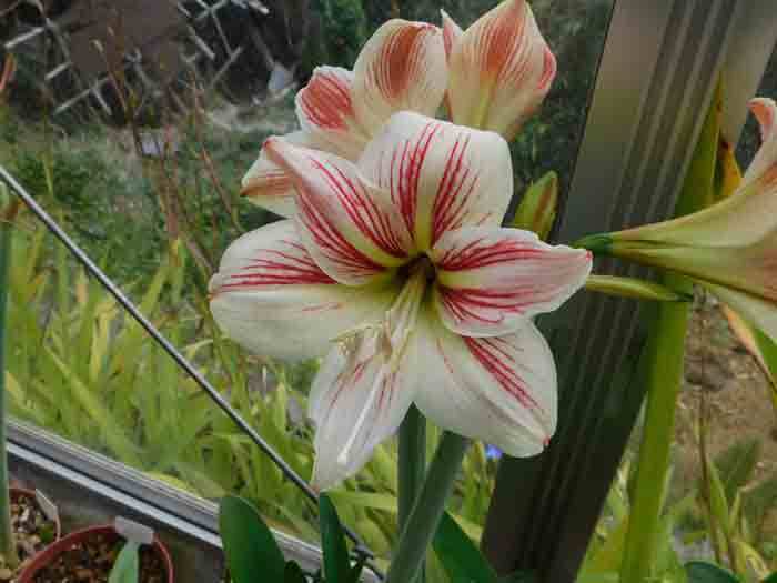 実生】着生グリーンアマリリス ヒッペアストラム カリプトゥラタム Hippeastrum calyptratum [ハエマンサス ブルンスビギア  キルタンサス - 観葉植物