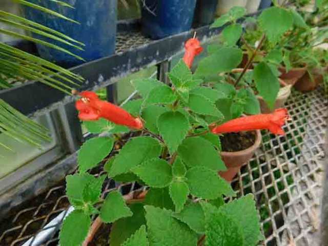DSCN4901.jpg