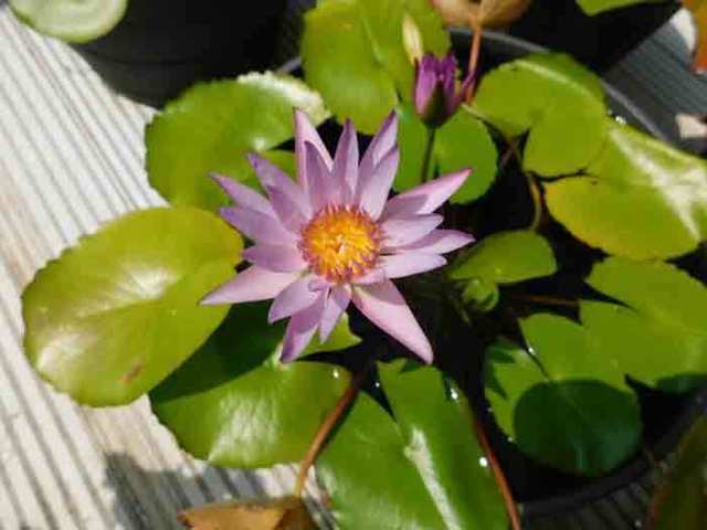 DSCN7327.jpg