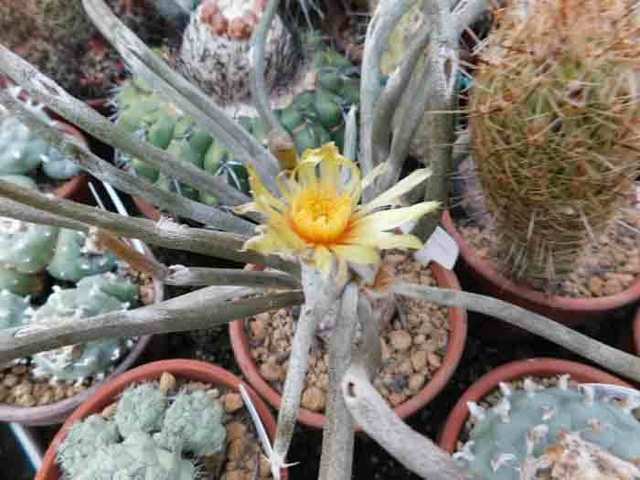 DSCN7572.jpg
