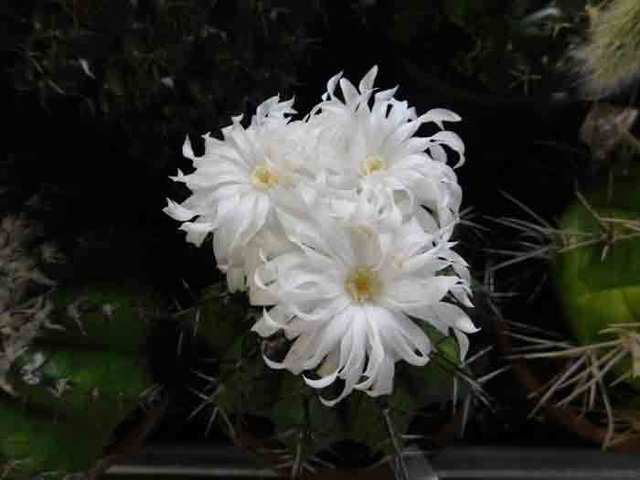 DSCN7587.jpg