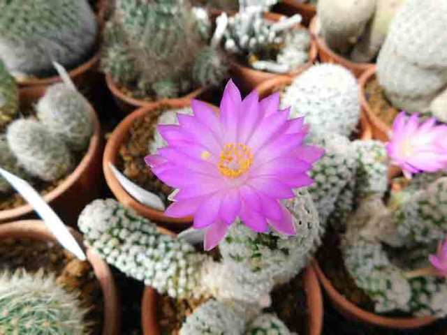 DSCN8577.jpg