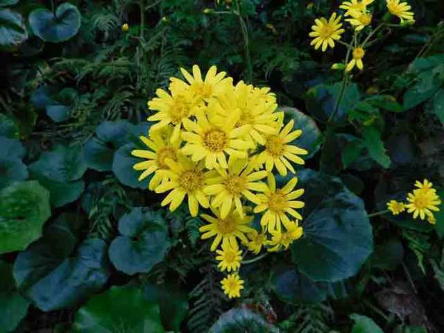 DSCN9852.jpg