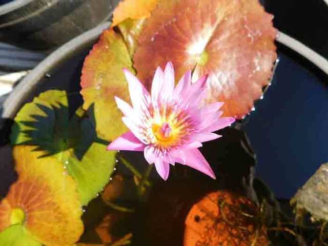 DSCN9927.jpg