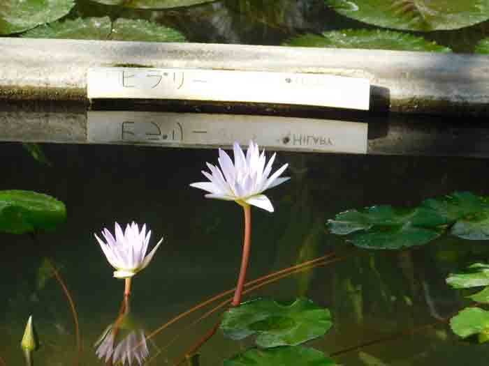 シズク怒涛の・・・ | みなもに浮かぶ睡蓮とそこに集まる虫たちの記