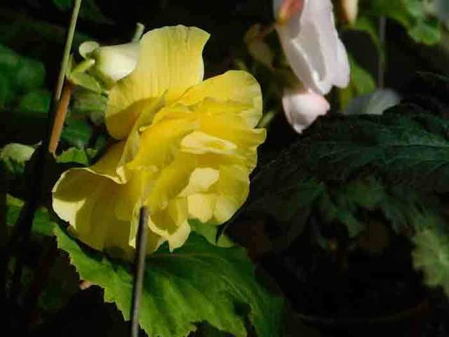 DSCN1494.jpg