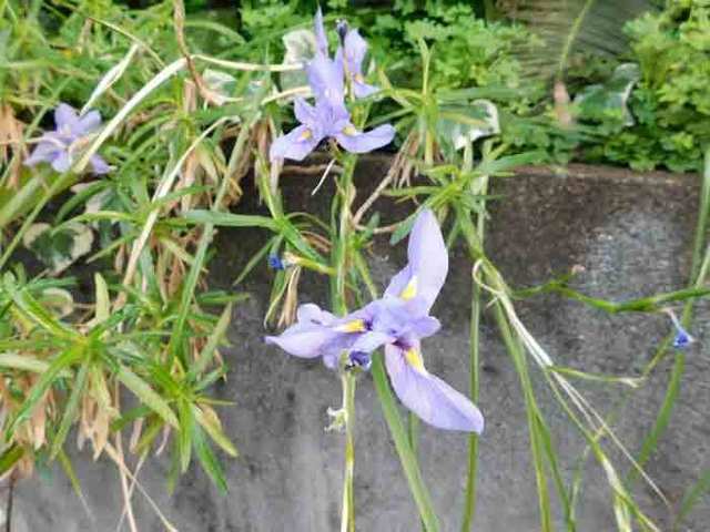 DSCN1613.jpg