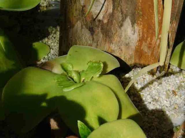 DSCN2433.jpg