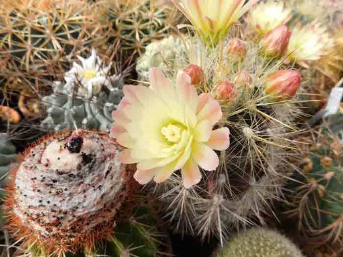 カラフルなサボテンの花: 学芸員の独り言