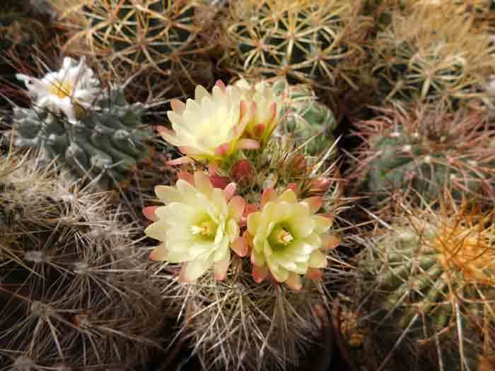 カラフルなサボテンの花: 学芸員の独り言