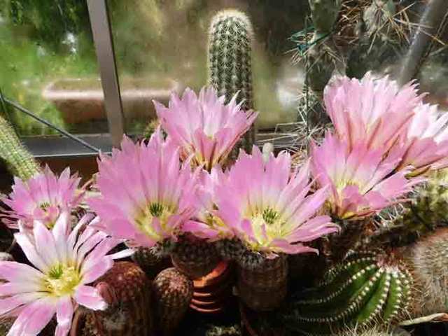 DSCN6093.jpg