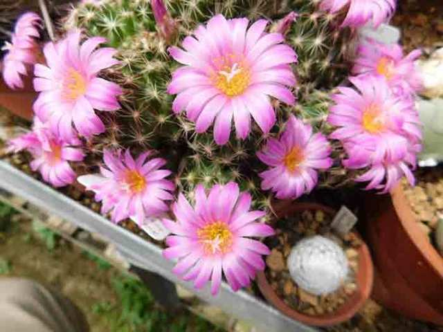DSCN6615.jpg