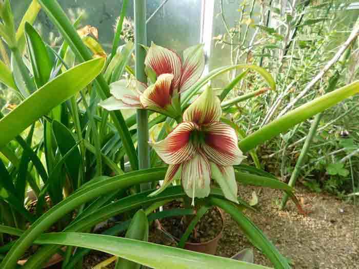 アマリリスの花、温室から水槽へ: 学芸員の独り言