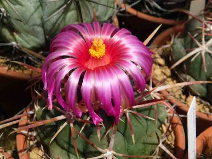 標本美株　希少　エキノカクタス　竜女冠　実生自根　鉢ごと宅急便送料込み 標本美株 希少 エキノカクタス 竜女冠 実生自根 鉢ごと宅急便送料