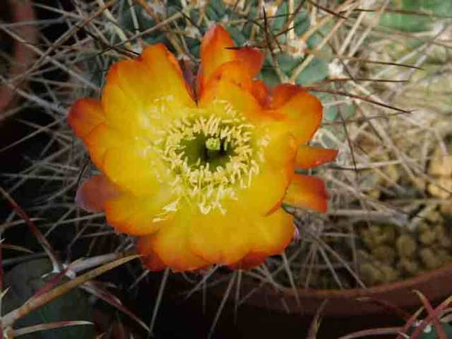 DSCN9129.jpg