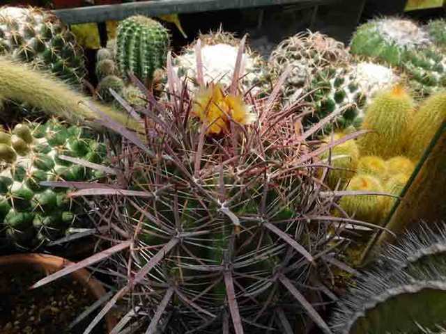 DSCN9722.jpg