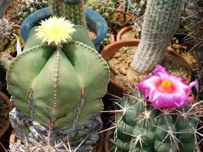 東大 フェロカクタス レコンテ玉 - 観葉植物