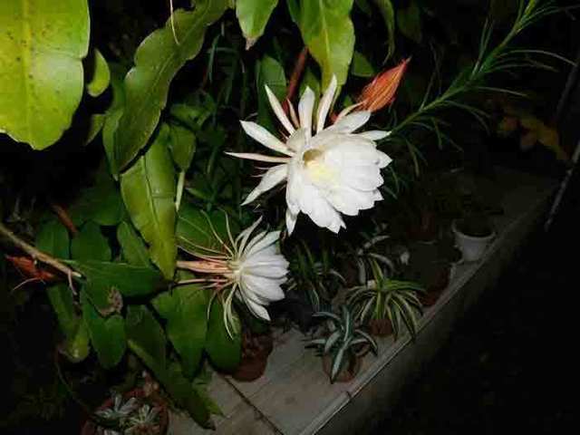 DSCN0483.jpg