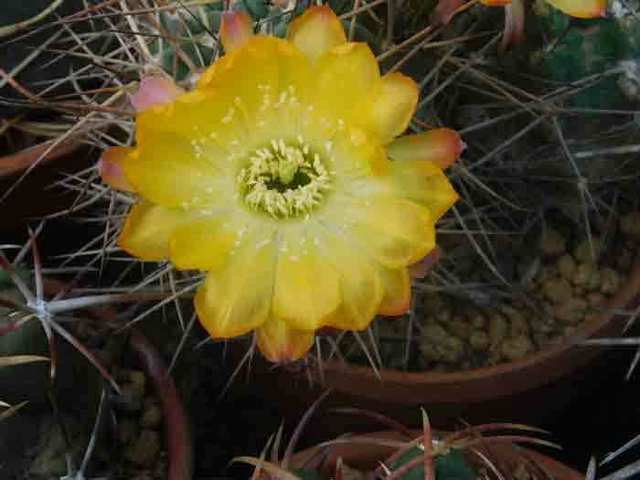 DSCN0785.jpg