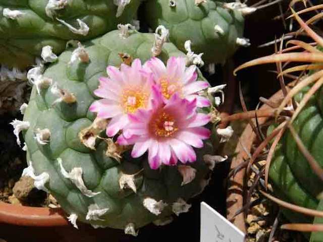 DSCN0755.jpg