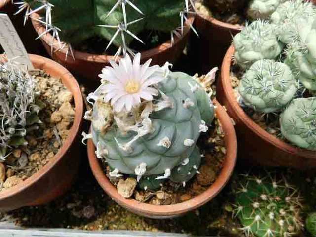 DSCN0750.jpg