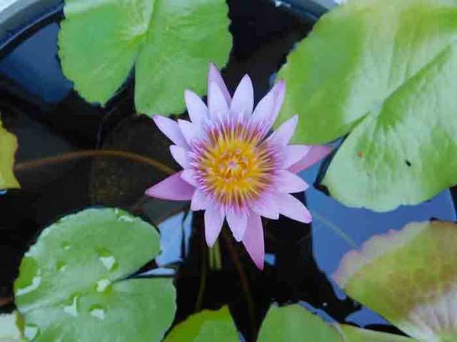 DSCN0875.jpg