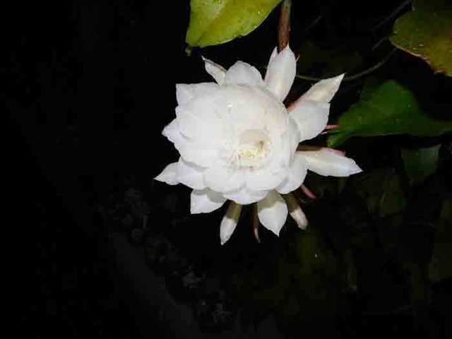 DSCN2249.jpg