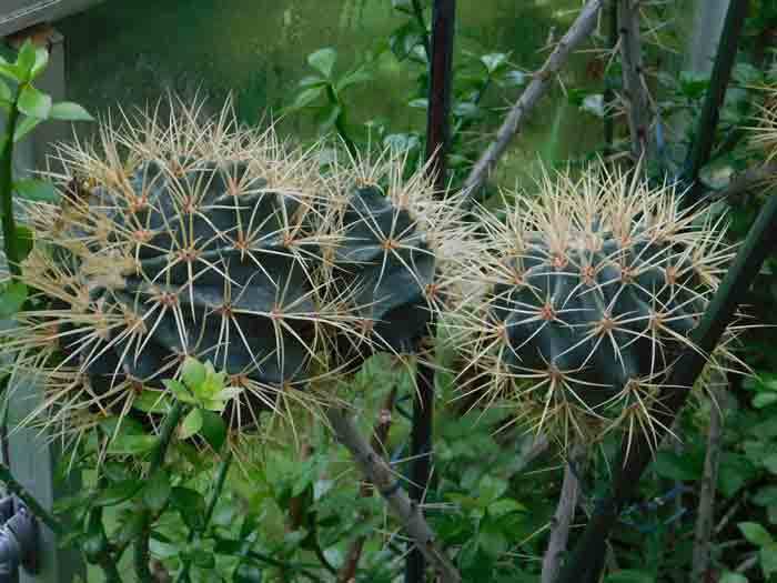 キリンウチワ接ぎを楽しむ: 学芸員の独り言