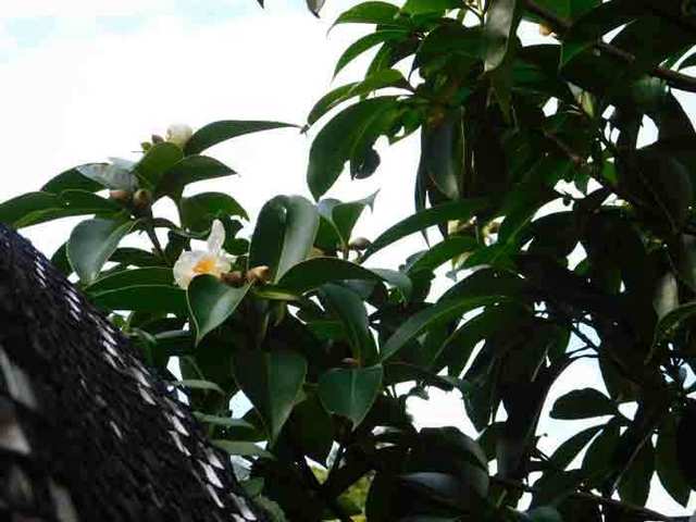 DSCN3177.jpg
