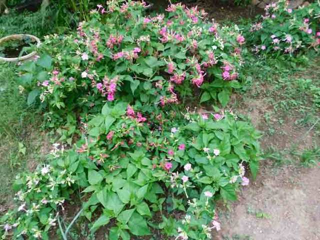 DSCN3340.jpg