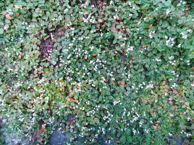 DSCN4013.jpg