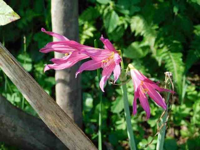 DSCN4394.jpg